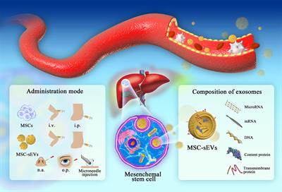 Mesenchymal Stem Cells and Their Small Extracellular Vesicles as Crucial Immunological Efficacy for Hepatic Diseases